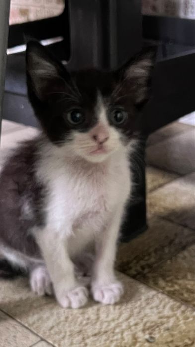 Gatinhas para adoção