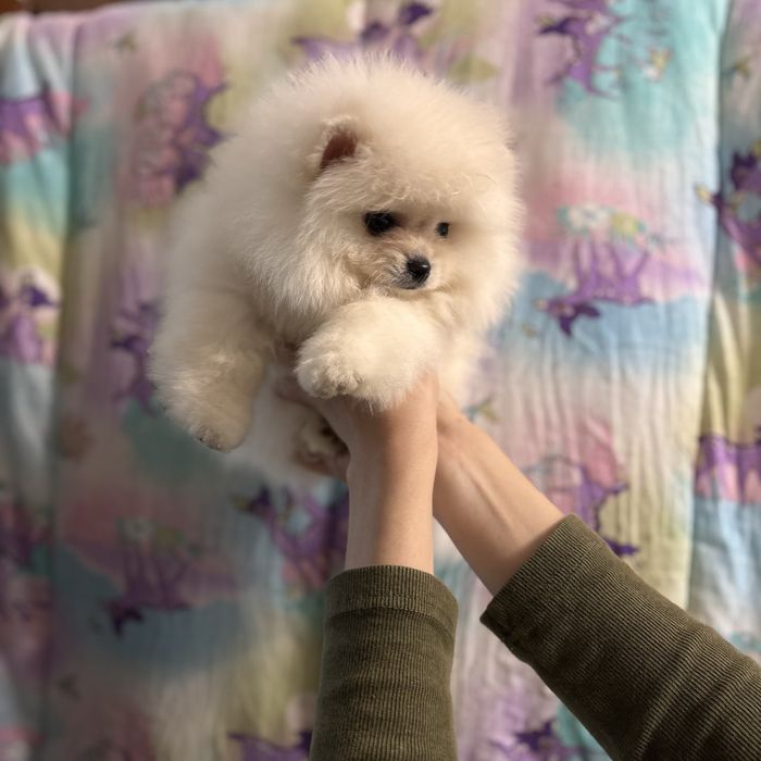 ляльковий Ведмедик хлопчик.