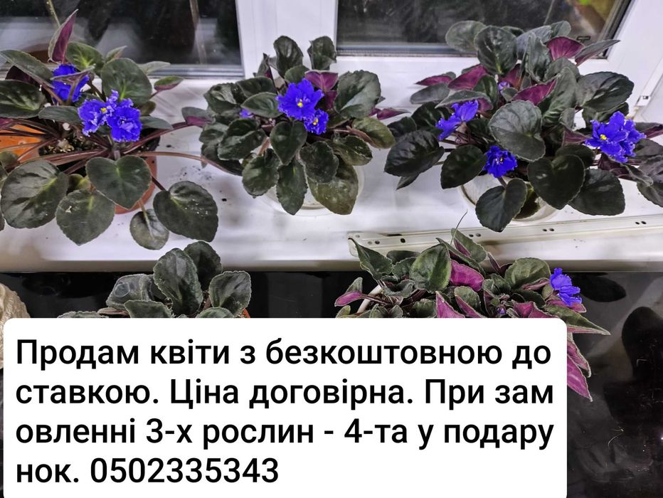 Фіалки та інші кімнатні рослини