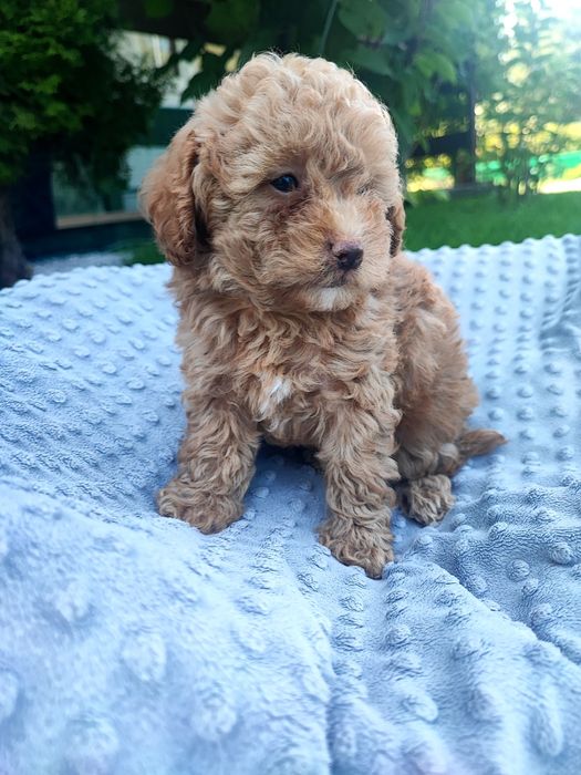 Maltipoo chłopiec xxs