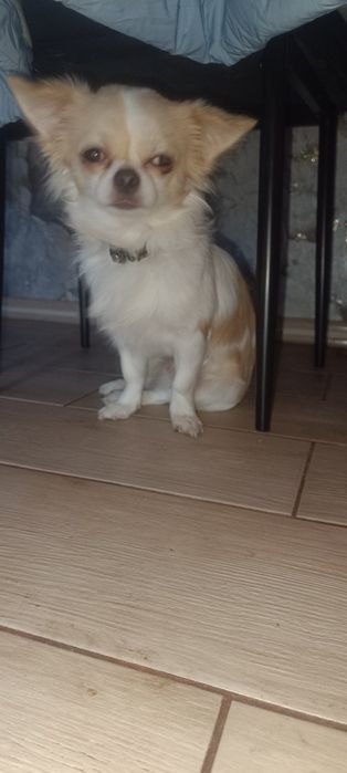 Чихуахуа 10 місяців