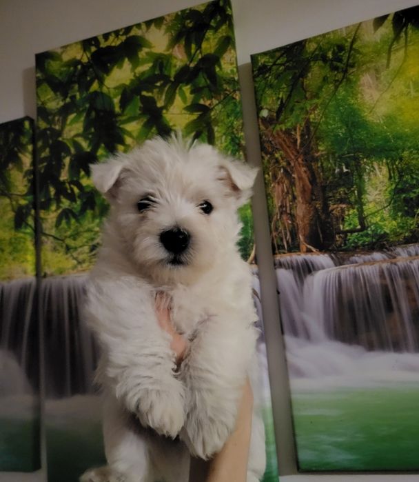 West Highland White Terrier