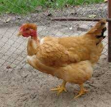 інкубаційне яйце іспанки червоної