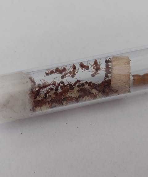Kolonia Myrmica sp. Q + 50w