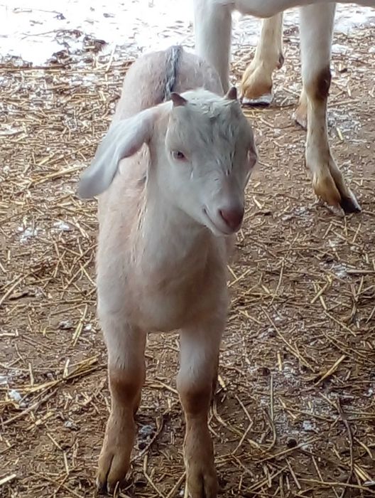 Козенята 75% ан 25заан