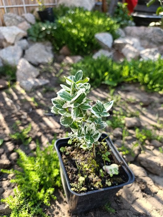 Саджанці хвойних та декоративних рослин