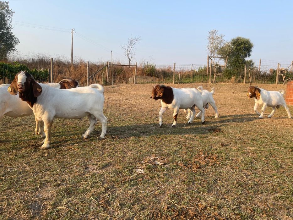 Reprodutores/as Boer