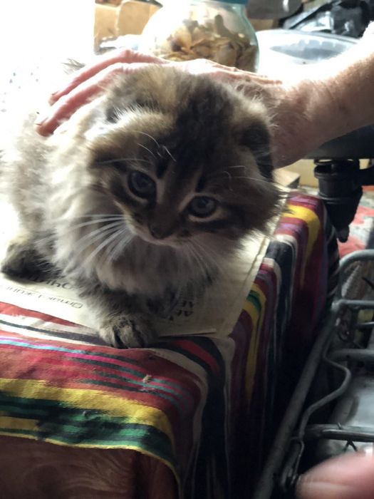 Котик в добрі руки