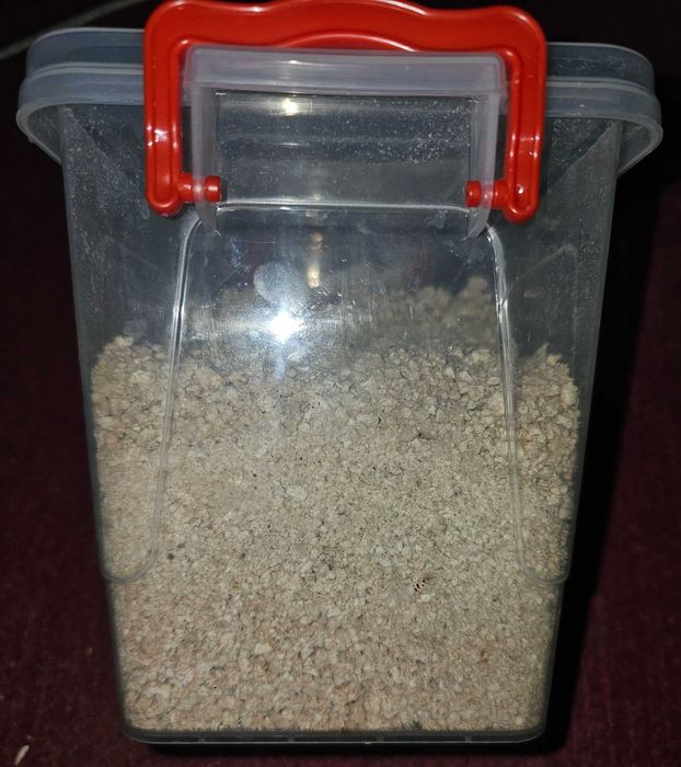 Лікувальний трутовик березовий