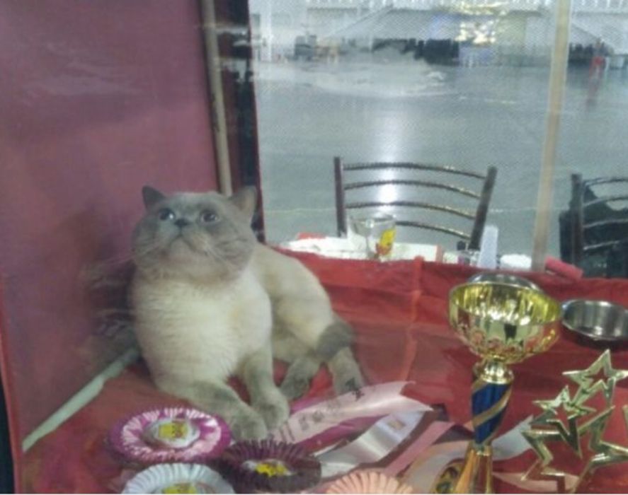 Шотландские вислоухие котята