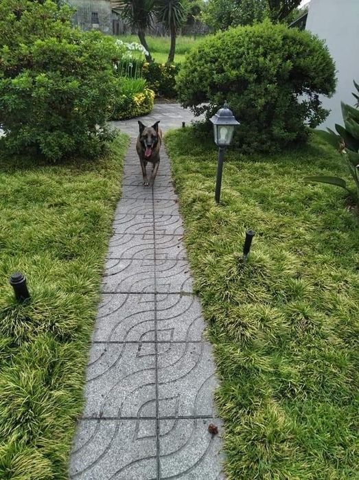 Dá se cadela, raçada de pastor alemão