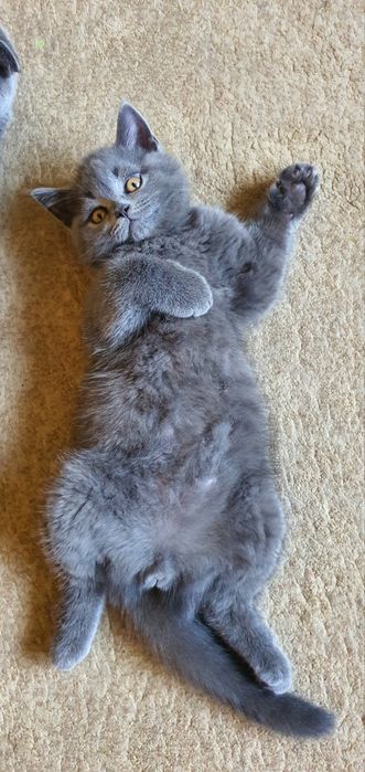 Шотландский прямоухий страйд вязка котов