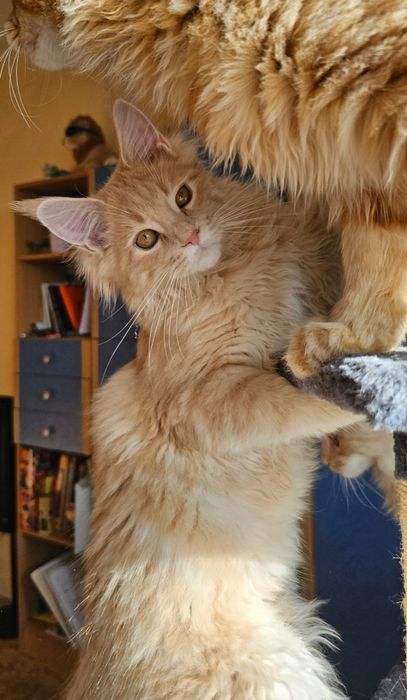 Котята Мейн-кун,  котики