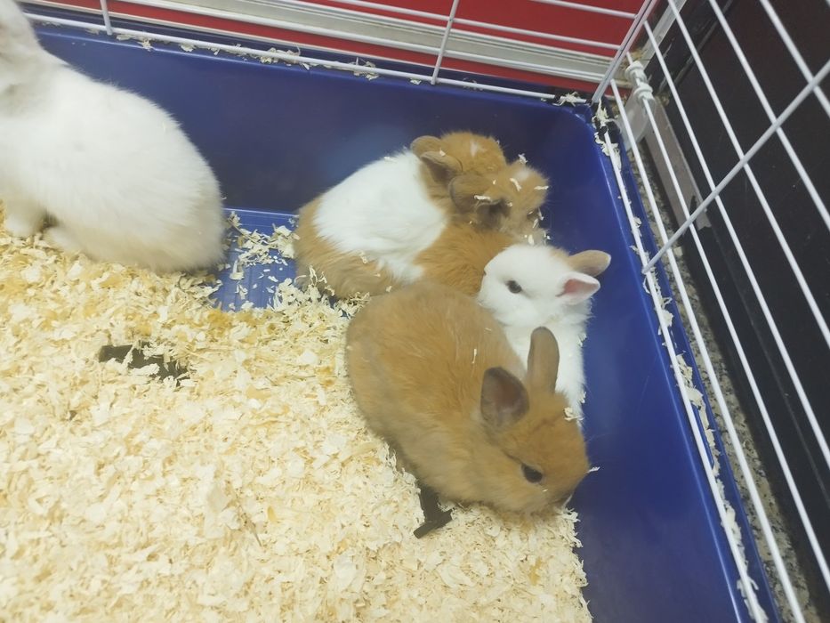 Coelho Anão com 2 meses