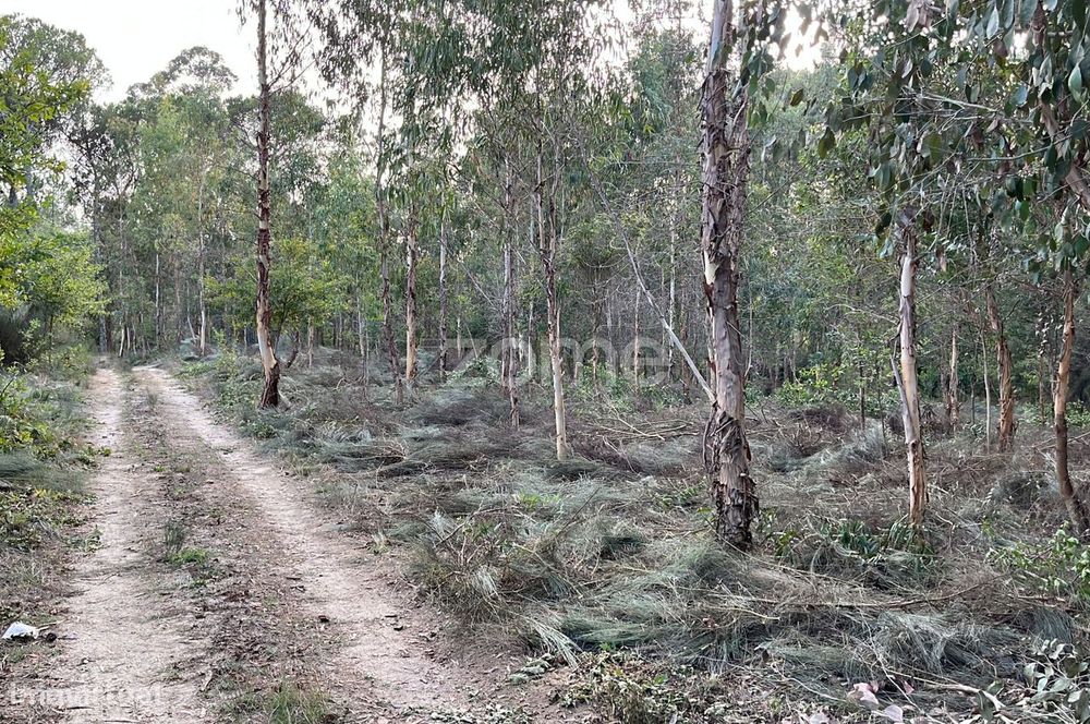 Terreno em Silgueiros para venda