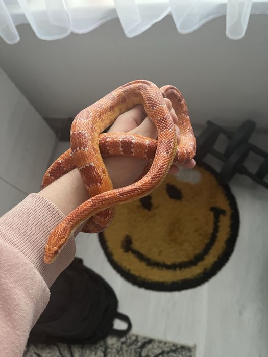 Wąż Zbożowy SAMIEC