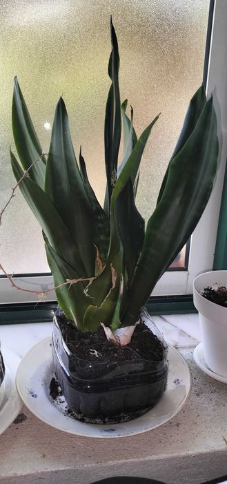 Espadas de São Jorge – Plantas resistentes e purificadoras