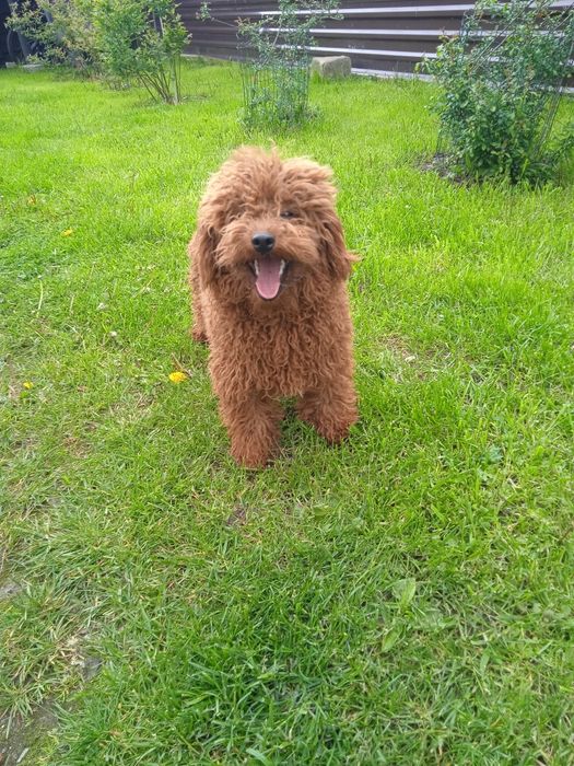 В'язка той пудель