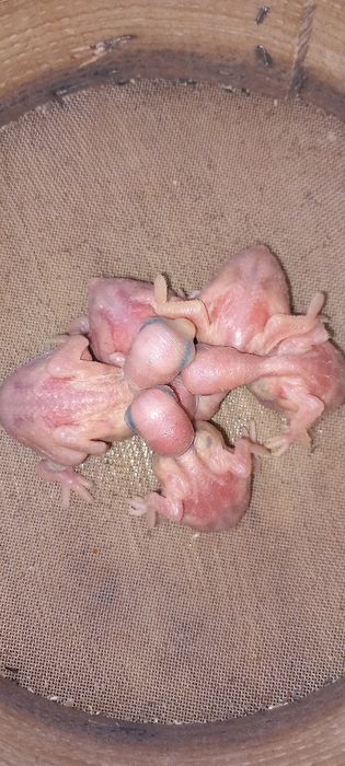 Ring necks  criados há mão