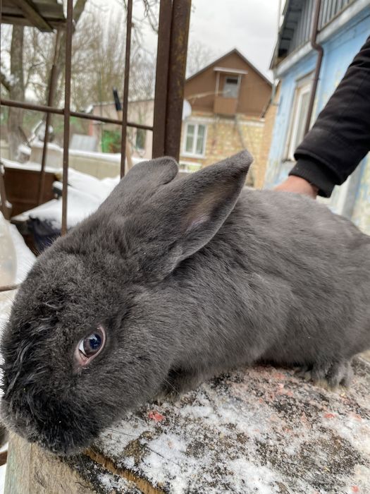 Кроличка порода «Віденьска голуба»