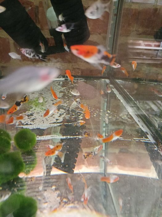 Mieczyki koi , tricolor