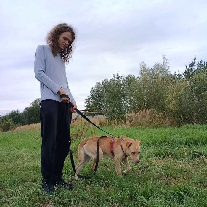 Novel - dziarskie, biszkoptowe cudo do adopcji!