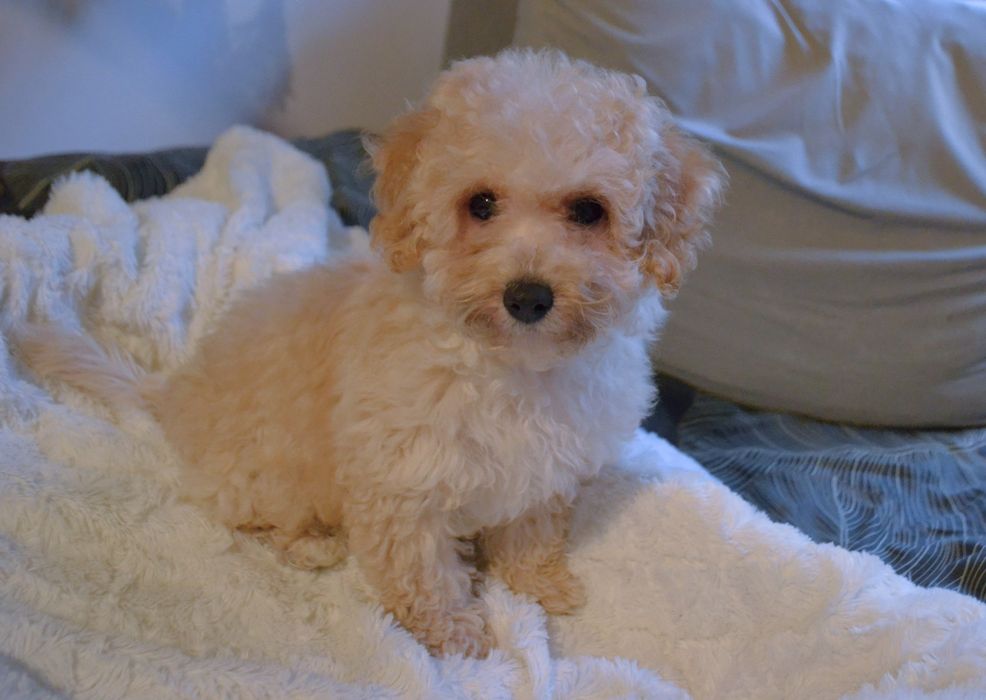 Maltipoo suczka IZZY