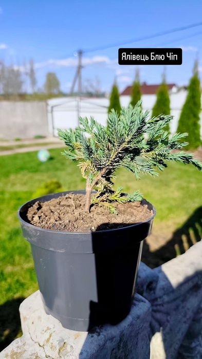 Продаж вічнозелених (туї, ялівці, кипарисовики)