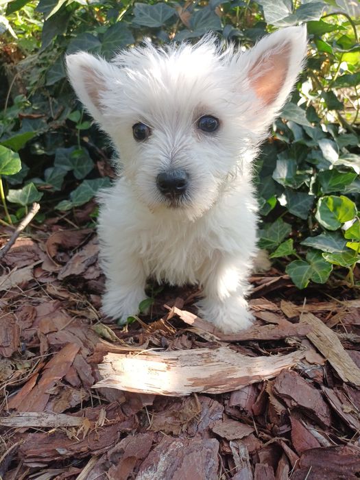 Whest highland white terrier
