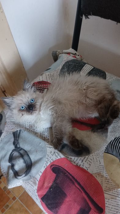 Невська маскарадна хлопчик 2 міс