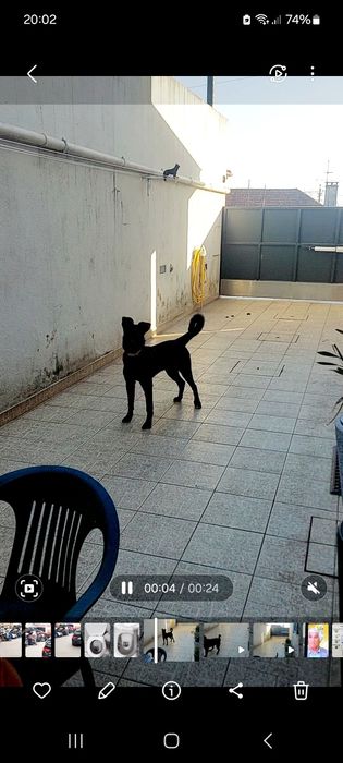 Dou cadela crusada pastor belga