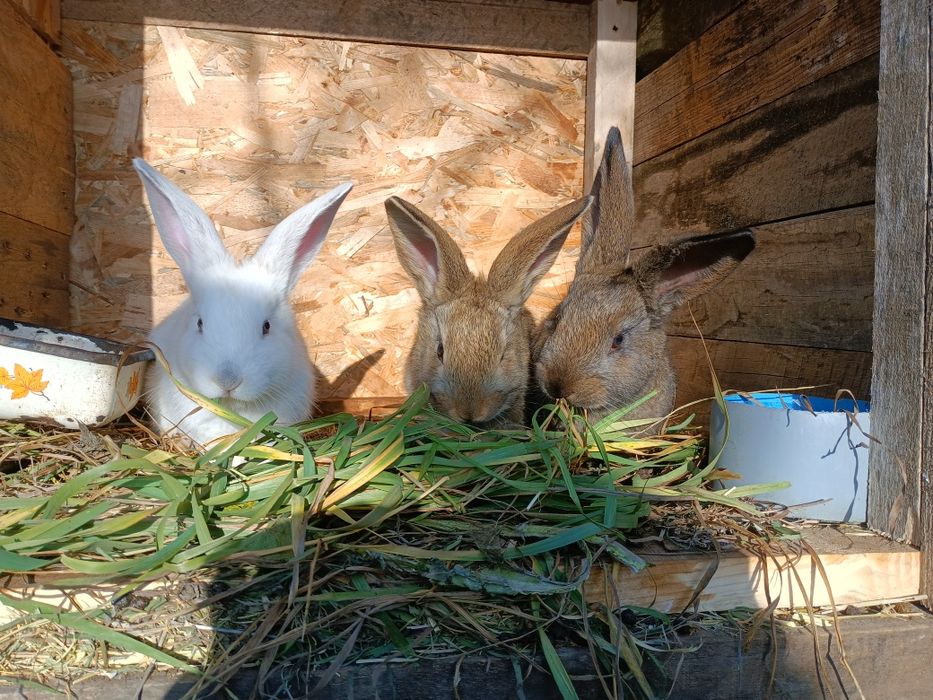 Продам  кроленят