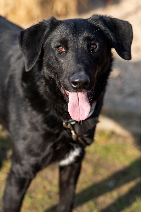 Duster, młody pies w typie owczarek z majorki, flat retriver