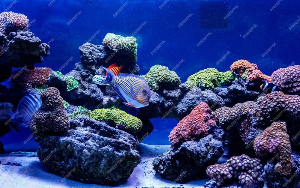 Морской аквариум в каждый дом!!