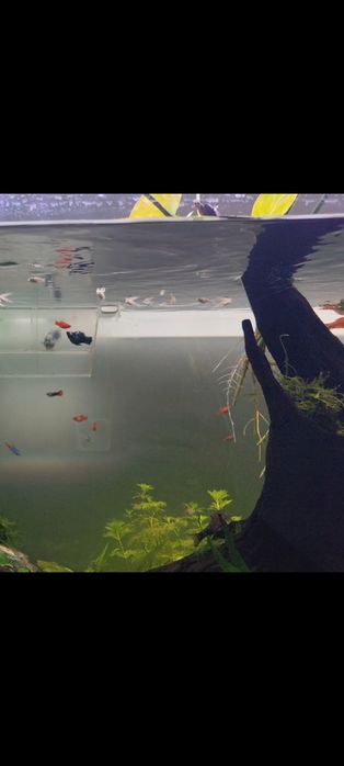 Mollys, Guppys e Platys Juvenis