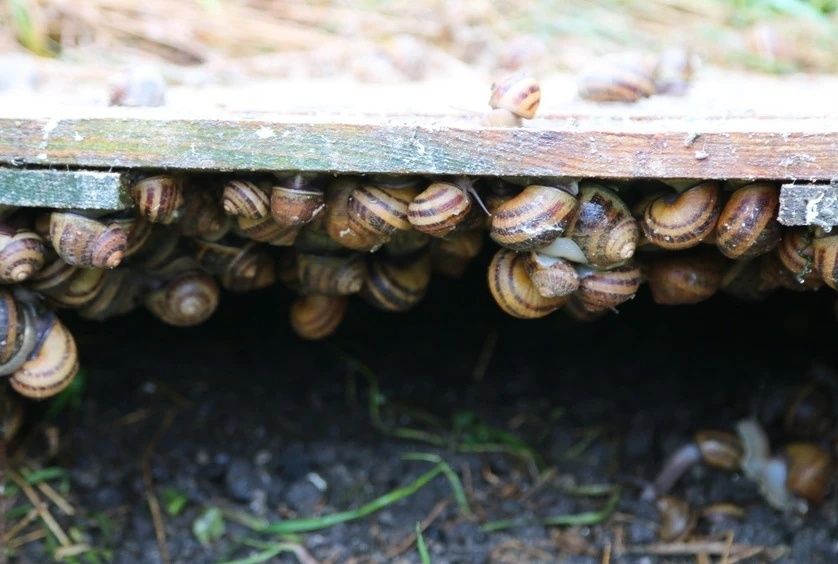 Мальок равлика (ікра) Helix Aspersa Muller та Maxima
