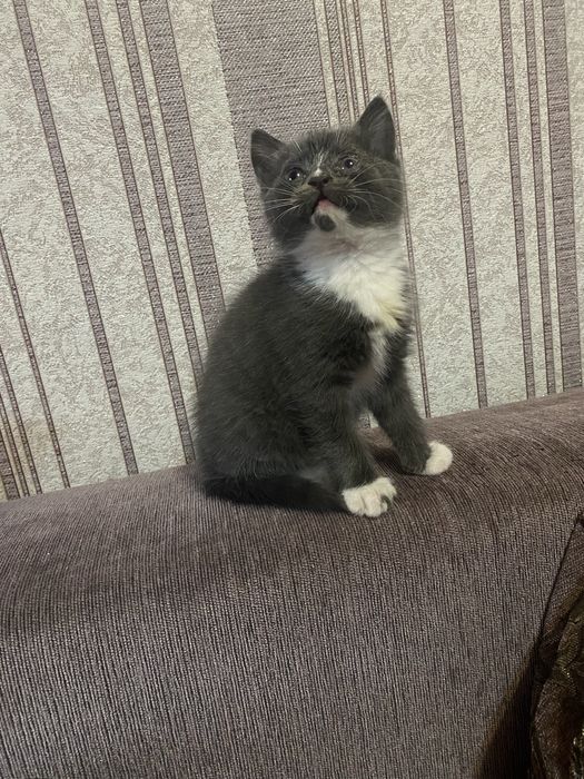 Віддам Котика