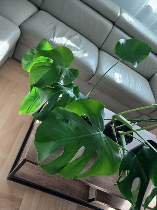Monstera w doniczce 3 sztuki Młode Piękne