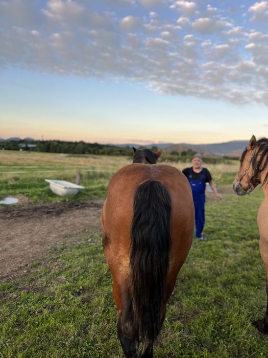 Ogier zimnokrwisty  klacz kobyła i źrebie