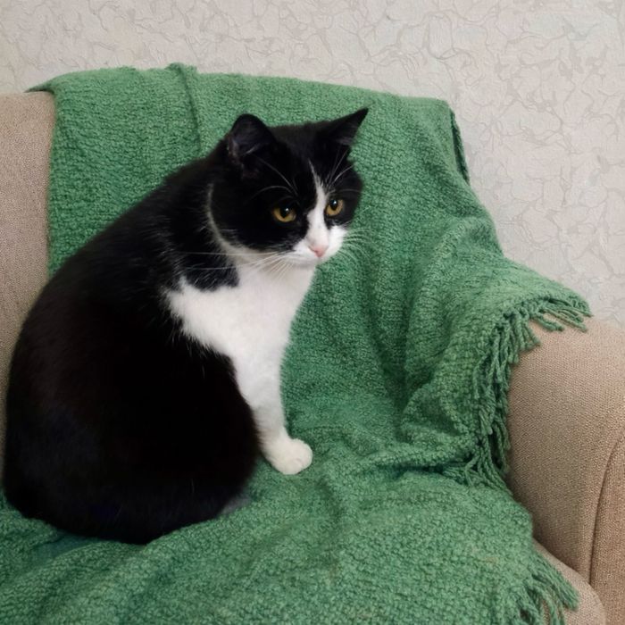 Молодий кіт шукає родину