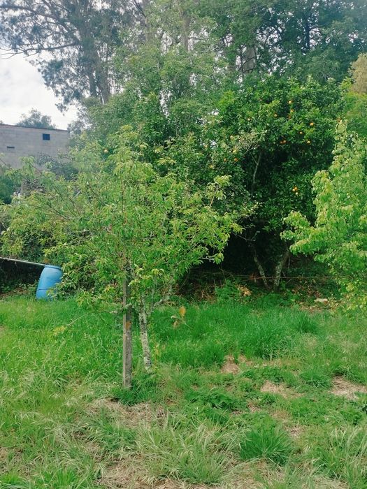 Vende-se Terreno de Cultivo com Currais para Animais – Aveleira - Penacova