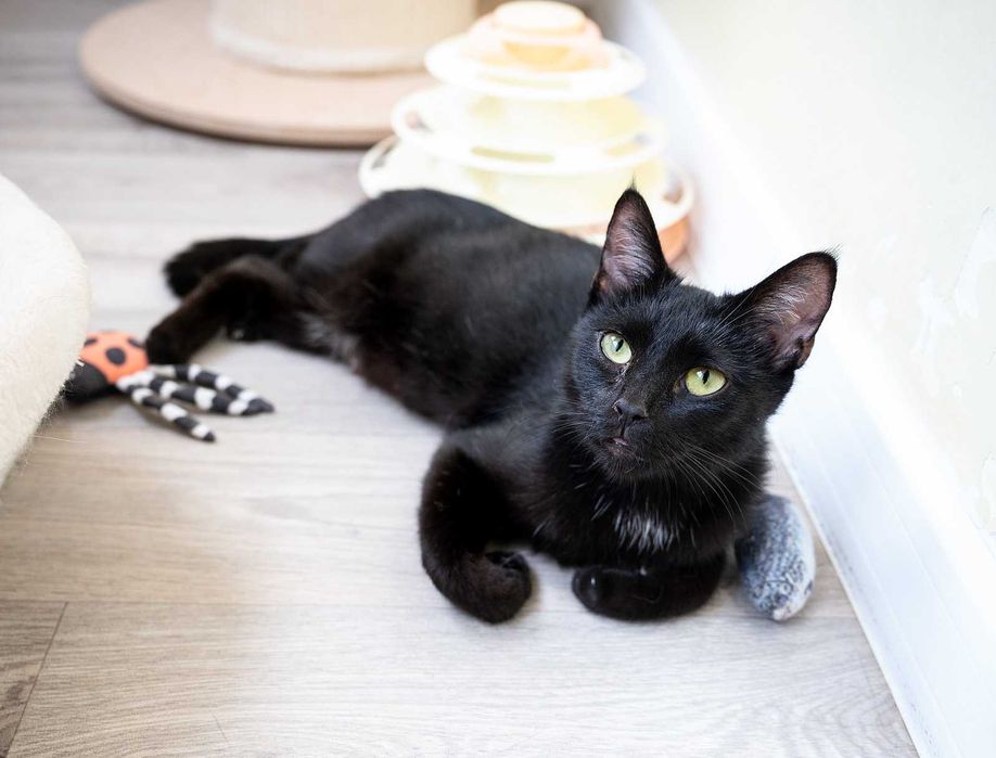 Kotka do adopcji - AVA, 2 lata