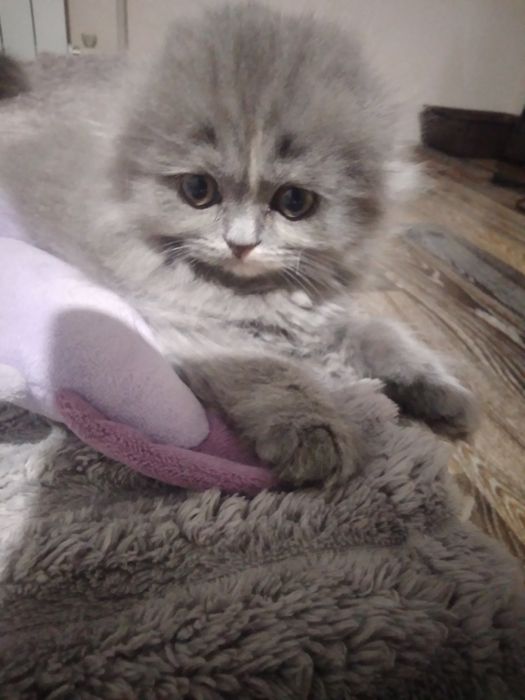 Шотландський абкрасуня