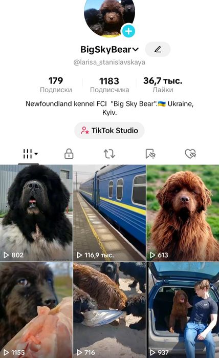 Ньюфаундленд.Черные щенки