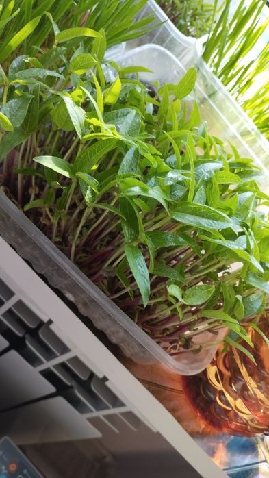 Трава для животных