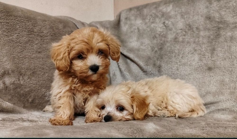 Śliczne Szczeniąta Maltiploo Maltańczyk/Pudel • GOTOWY DO ODBIORU •