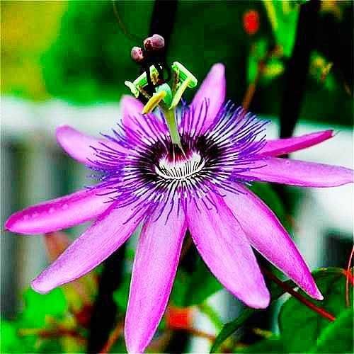 Пассифлора  цветущая. Лавандовая Леди. Молодые отростки.