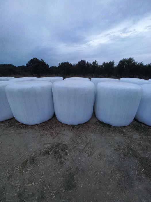 Bolas Fenosilagem [Erva do Sudão]