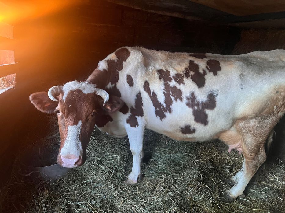 Продам гарну корову