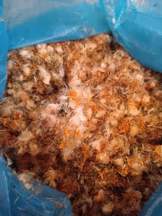 1kg suszonego kwiatu mniszka